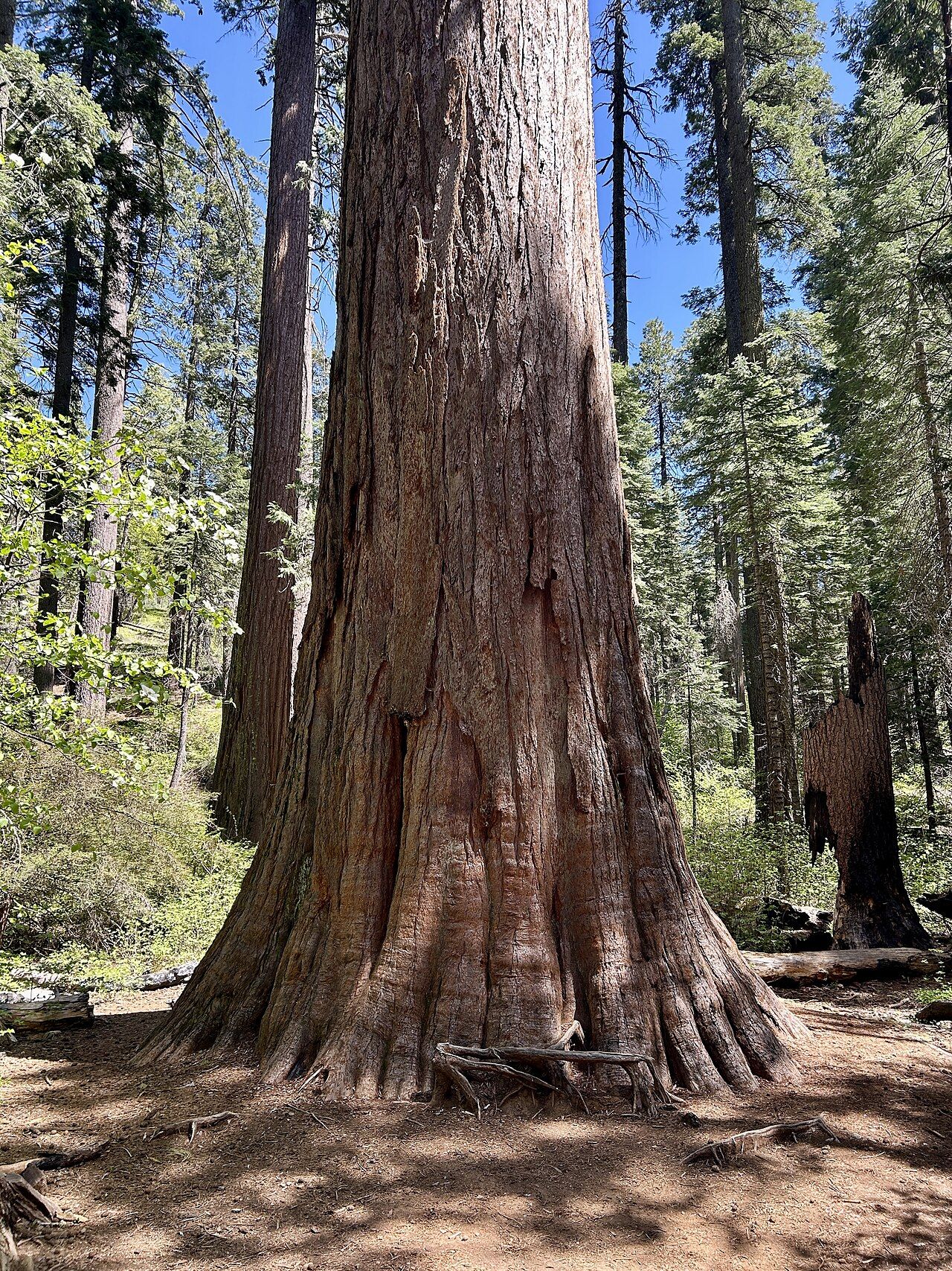 Giant sequoia at Calaveras Big Trees State Park, Calaveras County, California