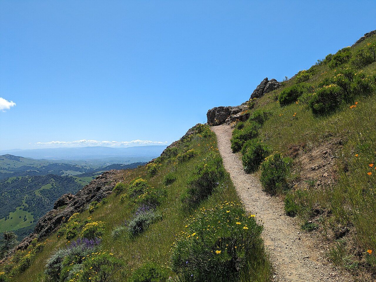 Spring wildflowers on Mount Diablo, Contra Costa County, California