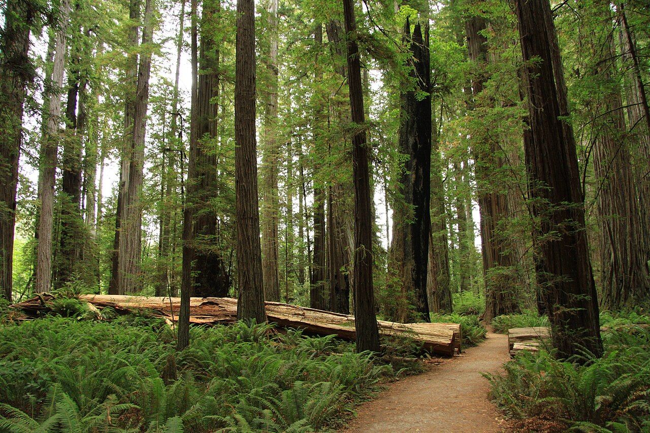 Stout Memorial Grove, Jedediah Smith Redwoods State Park, Del Norte County, California