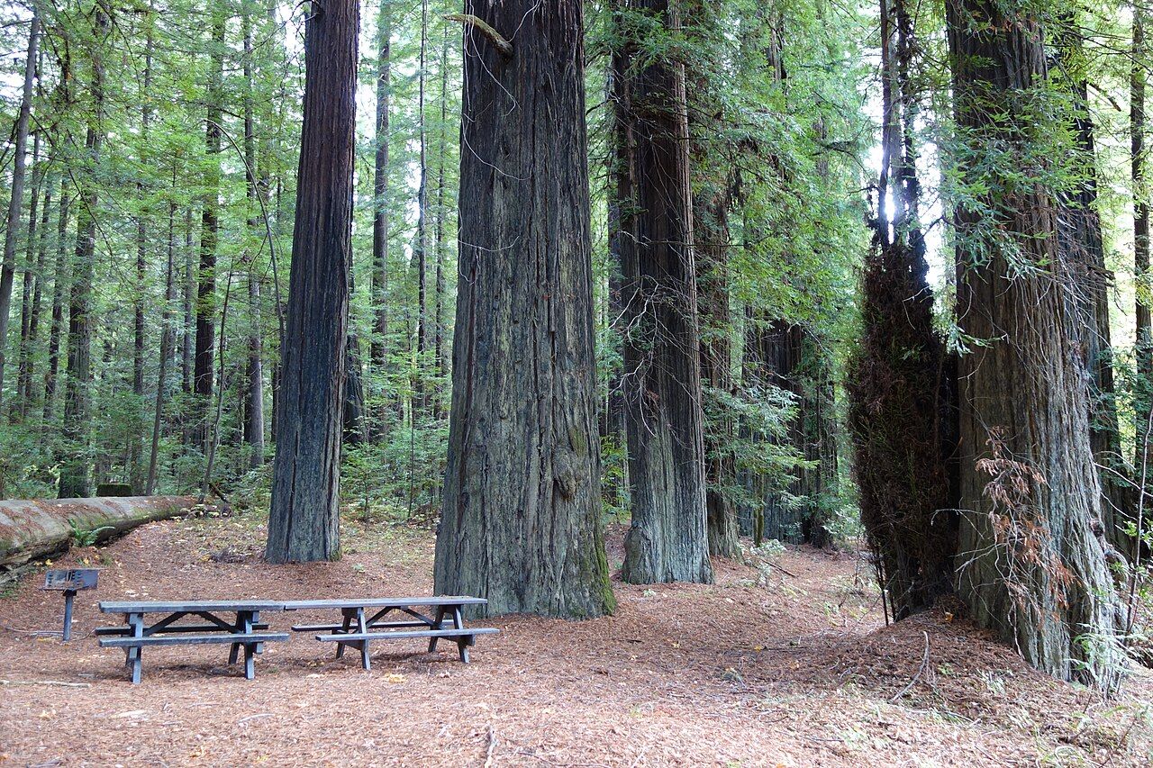 Williams Grove, Humboldt Redwoods State Park, southern Humboldt County, California