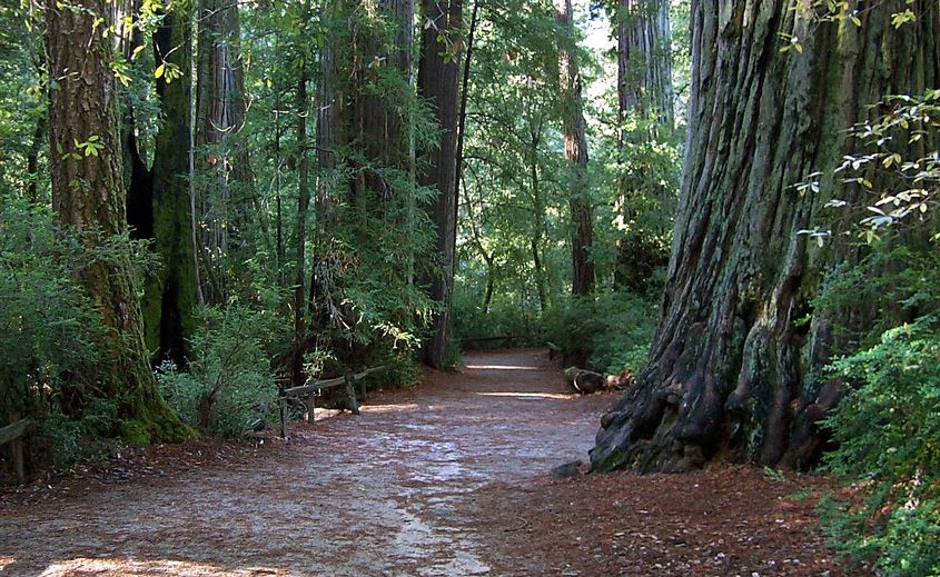 Coast redwood groves, Big Basin Redwoods State Park